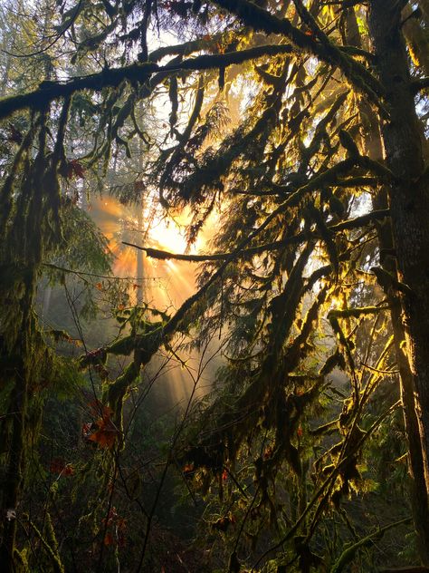 Sun filtering through trees Sun Through Trees, Canopy Trees, Trees, Sun