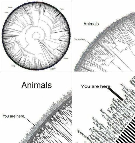 IFLScience on Twitter: "http://t.co/EdoVqOKa3r" Richard Dawkins, By Any Means Necessary, Circle Of Life, Data Visualization, Science And Nature, Tree Of Life, Biology, Just In Case, Evolution