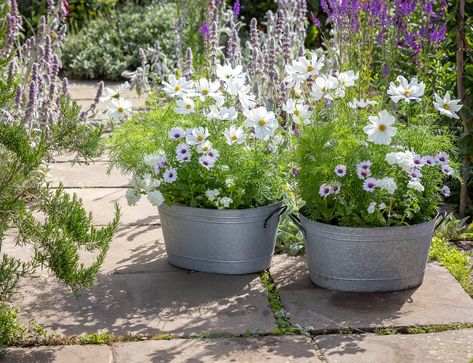 Top tips from Sarah Raven on getting the most from your containers and pots - National Garden Scheme Mini Herb Garden, Zinc Planters, Chocolate Cosmos, Sarah Raven, Small Terrace, Garden Courtyard, Large Garden, Star Of Bethlehem, Garden Pictures