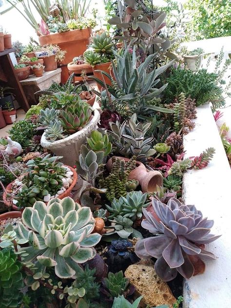 Succulent Landscape, Low Water Plants, Succulent Ideas, Succulent Landscape Design, Succulent Garden Design, Succulent Gardens, Potted Plants Outdoor, Succulent Landscaping, Small Patio Garden