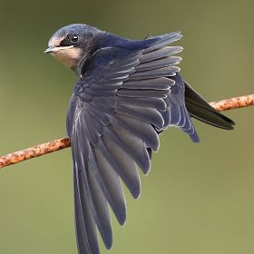 Cliff Swallow, Chimney Swift, Swift Bird, Barn Swallow, Bird Wings, Swallows, Animal Sketches, Birds Tattoo, Bird Photo