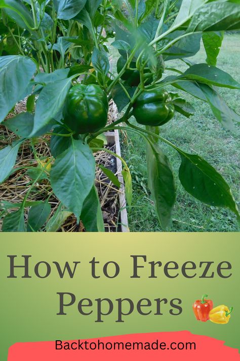 How to Freeze Peppers How To Freeze Peppers, Freeze Peppers, Freezing Peppers, Lawn And Garden, Peppers, Pet Care, Frozen, Stuffed Peppers