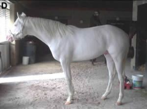 white-tb Albino Horse, Rare Horse Colors, What Animal Are You, Nebelung, Horse Coat Colors, Burmilla, Ocicat, Rare Horses, Selkirk Rex