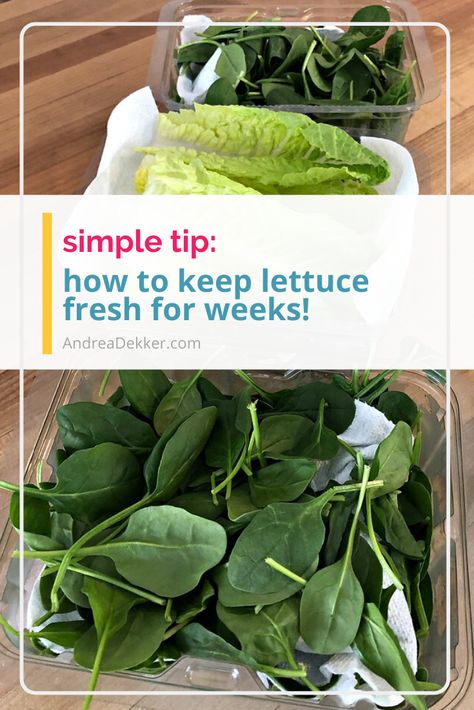 How To Store Fresh Spinach, Keeping Romaine Lettuce Fresh, What To Do With Extra Lettuce, Best Way To Keep Lettuce Fresh, How To Keep Spinach Fresh Longer, How To Keep Romaine Lettuce Fresh Longer, How To Keep Lettuce From Turning Brown, Best Way To Store Lettuce In Fridge, Keeping Lettuce Fresh Longer