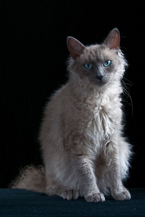 La Perm Cat, Laperm Cat, Laperm, Rex Cat, Cat Reference, Cat Facts, Cat Health, Warrior Cats, Cat Adoption