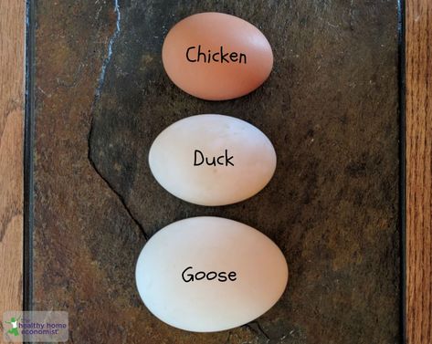 Best Ducks For Eggs, Goose Eggs, Types Of Chickens And Their Eggs, How To Wash Farm Fresh Eggs, Organic Eggs Farm, Duck Eggs, Quick Healthy Breakfast, Farm Fun, Wellness Blog