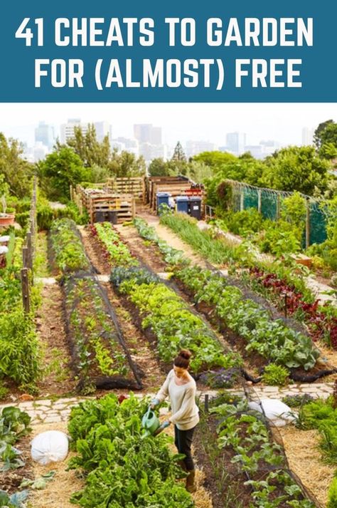 Veggies Garden, Urban Homestead, Vegetable Garden Diy, Hobby Farm, Garden Veggies, Starting A Garden, Veg Garden, Backyard Farming, Home Vegetable Garden