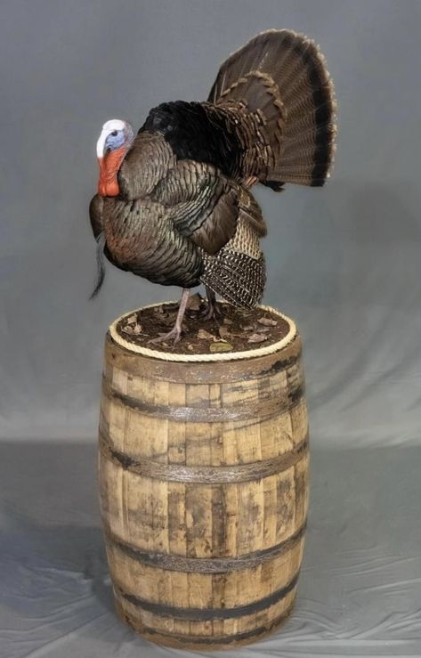 Turkey Mount Ideas, Turkey Mounts, Taxidermy Display, Taxidermy, The Struts, Deer, Quick Saves