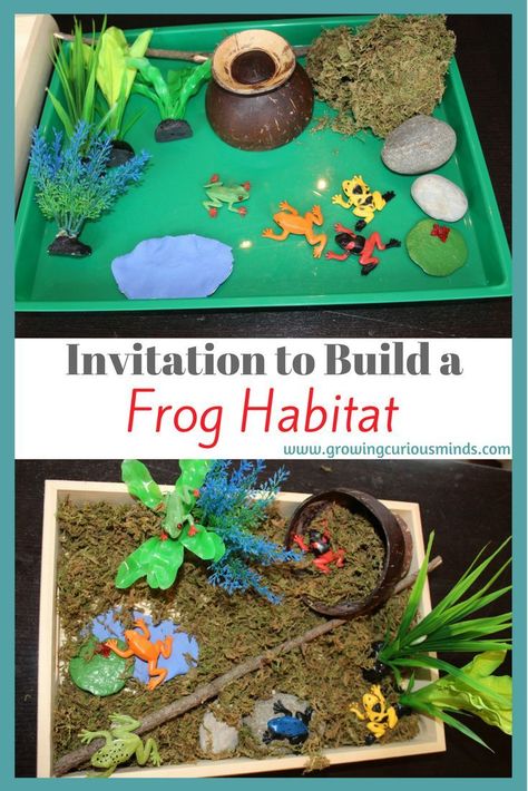 Habitats Diy Frog Habitat, Tree Frog Habitat, Build A Frog, Diy Frog, Habitat Project, Homeschool Science Experiments, Frog Habitat, Human Body Projects, Habitats Projects