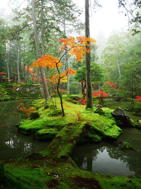 Witchy Backyard, Moss Temple, Moss Grass, Japanese Garden Landscape, Sacred Garden, China Garden, Temple Gardens, World Most Beautiful Place, Famous Gardens