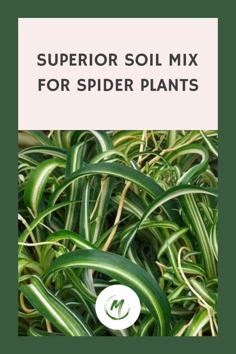 Explore the ultimate soil blend for nurturing vibrant spider plants! Uncover the secrets of organic components, optimal air circulation, and effective moisture preservation. Elevate your gardening game with this expert-approved soil mix! Fertilizer For Spider Plants, Best Soil For Spider Plants, Spider Plant Care, Umbrella Plant, Orchid Bark, Spider Plant, Succulent Soil, Inside Plants, Soil Ph