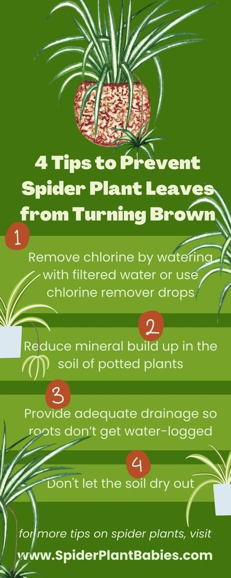 spider plant leaves turning brown Plant Leaves Turning Brown, Brown Tips, Spider Plant, Growing Plants Indoors, Houseplants Indoor, Self Watering Planter, Peat Moss, Spider Plants, Plant Roots