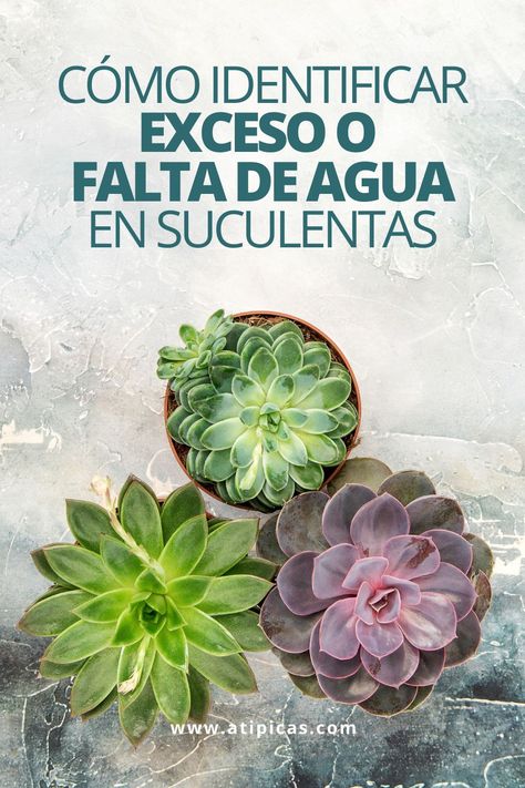 Landscaping Water Feature, Types Of Succulents Plants, Faux Plants Decor, Garden Decor Crafts, Butterfly Garden Design, Types Of Succulents, Garden Drawing, Modern Garden Design, Fairy Garden Decor