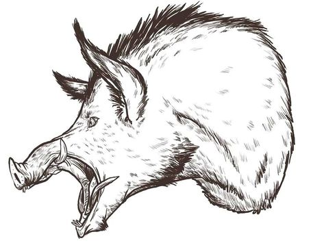 Realistic Animal Drawings, Wild Pig, Pig Drawing, Head Drawing, Batman Poster, Drawing Heads, Wild Boar, Graphite Drawings, Tattoos For Kids