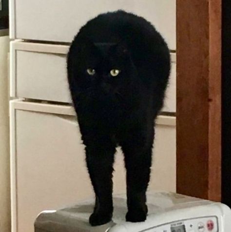 Black Cat Arched Back, Cat Arched Back, Photos Of Cats, Adorable Kittens, Cats Funny, Cat Behavior, Cat Facts, First Aid, Black Cat