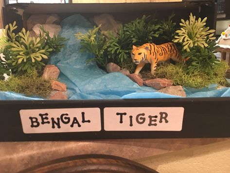 Ian’s Bengal Tiger Diorama Tiger Habitat Project, Tiger Diaroma, Tiger Diorama Habitat, Lion Diorama, Bengal Tiger Habitat, Animal Diorama, Ecosystem Project, Kindergarten Science Projects, Simba Birthday