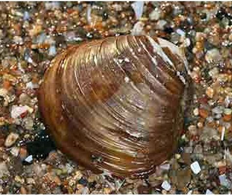 TANK 1 Freshwater Clams, Old Grandpa, Aquatic Garden, Freshwater Aquarium, Planted Aquarium, South Asia, Long Life, Fish Tank, Cool Kids