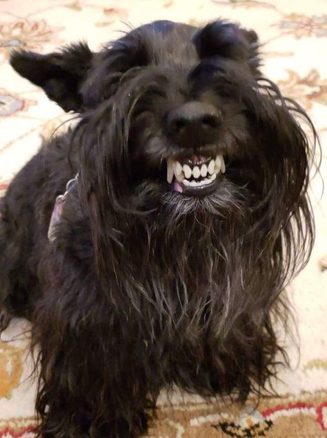 OH MY GOODNESS! This is one happy Scot! Scottie Puppies, Scottish Terrier Puppy, Scottie Terrier, Super Cute Dogs, Psy I Szczenięta, Scotty Dog, Scottie Dogs, Scottish Terriers, Schnauzer Dogs