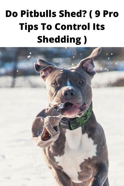 Pitbull Care Tips, Dog Shedding Remedies, Stop Dog Shedding, Grey Pitbull, Pit Bull Care, Pitbull Training, Pitbull Dog Breed, Pit Dog, Dog Remedies