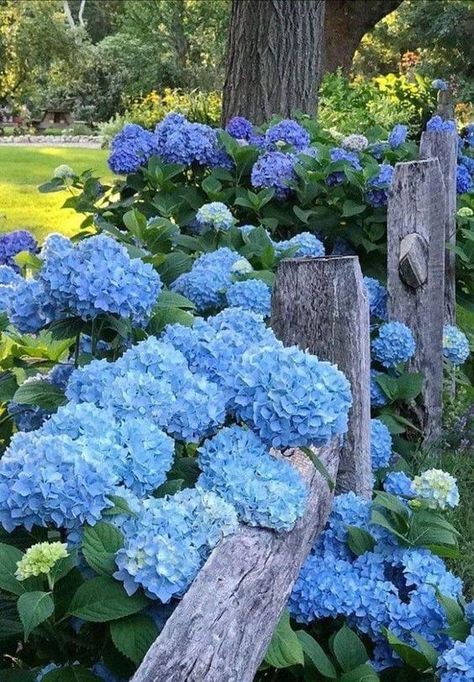 Hydrangea Landscaping, Florida Cottage, Tattoo Plant, Hydrangea Garden, Blue Hydrangeas, Plant Tattoo, Exotic Beaches, Blue Garden, Flower Therapy