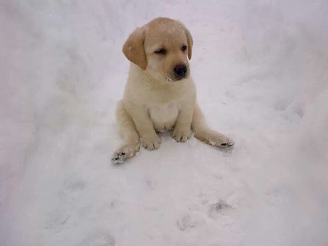 High cuteness factor!  Lab puppy Animals Gif, Yellow Labs, Puppy Sitting, Lab Puppy, Labrador Retriever Puppies, Big Animals, Lab Puppies, Labrador Retrievers, Silly Dogs