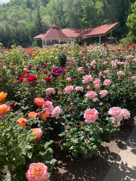 Aesthetic flowers 💐 Spiritual Garden, Landscaping With Roses, Flower Garden Plans, Rose Garden Design, Rose Gardens, Nature View, Perennial Garden, Growing Flowers, Pearl Flower