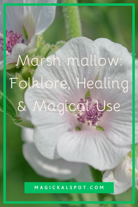 Discover the fascinating world of marshmallow - a plant steeped in folklore, healing, and magic. From ancient medicinal uses to modern-day rituals, explore the many ways marshmallow has been utilized throughout history. Learn how to harness its powers for protection, luck, and love. This comprehensive guide will take you on a journey through the rich history and mystical properties of this beloved herb. Marshmallow Plant Uses, Marshmallow Herb, Marshmallow Plant, Folklore Legends, Marsh Mallow, Mallow Plant, Shaving Lotion, Marshmallow Flowers, Folk Medicine