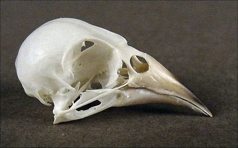 Skull Side View, Bird Skull, Goldfinch, Side View, Skeleton, Siding, Birds