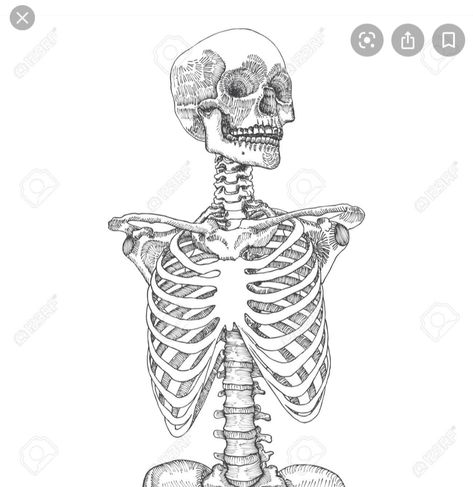 Learn to draw a skeleton Skeleton Upper Body Drawing, Skeleton Laying Down Reference, Skeleton Laying Down, Rib Cage Drawing, Human Rib Cage, Skeleton Drawings, Bio Art, Day Of The Dead Art, Body Drawing