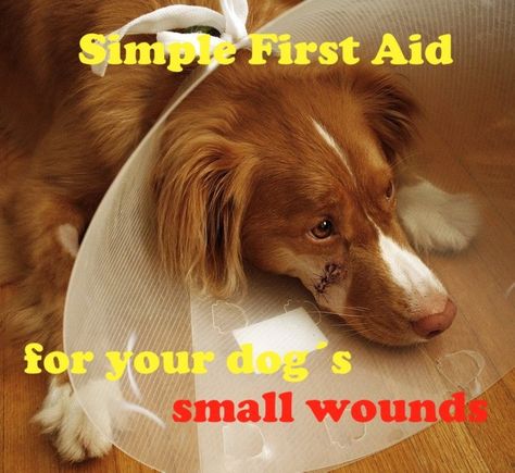 Simple First Aid to Treat Your Dog's Cuts and Small Wounds at Home. Easy to follow and effective instructions on how to use first aid to treat small cuts and wounds on your dog. This is what to do when no vet is available. Antibiotics For Dogs, Dog Wound Care, Homemade Antibiotic, First Aid For Dogs, Dog First Aid, Dog Wound, Dog Leg, Hard Breathing, Dog Cuts