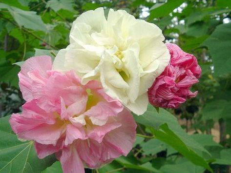 Everything You Need to Know About the Cotton Rose Growing Cotton, Drift Roses, Ground Cover Roses, Jasmine Plant, Plant Zones, Multi Colored Flowers, Planting Roses, Creative Gardening, Rose Bush