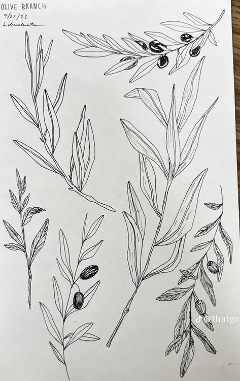 Olive Beach Tattoo, Olive Branch Botanical Illustration, Olive Branch Wrap Tattoo, Olive Plant Tattoo, Olive Flower Tattoo, Swiss Cheese Plant Tattoo, Olive Branch Sketch, Olive Drawing, Tatoos Art