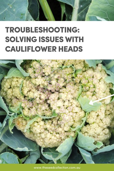 A cauliflower head with leaves growing through the curds Grow Cauliflower, Growing Cauliflower, Lettuce Grow, Cauliflower Plant, Cabbage Worms, Seed Collection, Head Of Cauliflower, Garden Food, Home Vegetable Garden