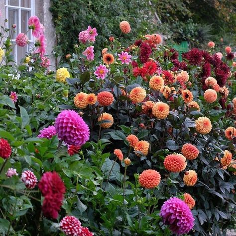 🌷 Gardening & Horticulture 🌻 on Instagram: “Award winning Dahlias from @mccormickcharlie - 📷 Location: Dorset, England ========================================= ✅ Turn Post…” Dahlia Flower Garden, Dahlias Garden, Flower Business, Walled Garden, Grey Gardens, Porch Garden, Love Garden, Plant Cuttings, Garden Tours