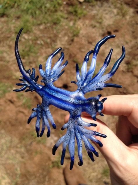 Blue Dragon, otherwise known as Glaucus Atlanticus Blue Sea Slug, Glaucus Atlanticus, Bat Eared Fox, Texas Beaches, Slow Loris, Maned Wolf, Forest Habitat, Sea Slugs, Sea Slug