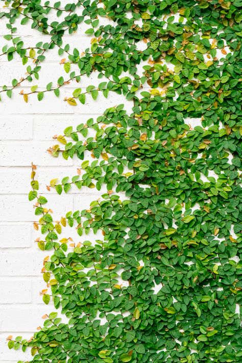 Creeping Ivy Wall, Outdoor Trellis Ideas, Wall Climbing Plants, Trellis Gate, Creepers Plants, Garden Arch Trellis, Ficus Pumila, Eden Garden, Evergreen Vines