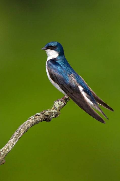 Swallow Bird Photography, Bird Reference Photos, Swallow Painting, Reference Animals, Purple Martin Birdhouse, Swift Bird, Wild Birds Photography, Bird Study, Swallow Birds