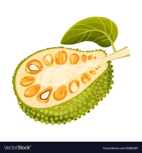 Jackfruit Illustration, Jackfruit Drawing, Tropical Snacks, Jack Fruit, Fruit Clipart, Fruits Drawing, Drawing Lessons For Kids, Pillar Design, Fruit Vector