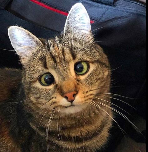 "Olive, the amazing cross-eyed CHONK" Cat Shedding, Crazy Eyes, Cat Model, Cat Club, Funny Cat Pictures, Animal Hospital, Funny Cat Videos, Cat Gif, Beautiful Cats