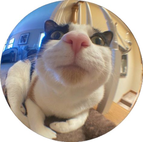 Fisheye Lens, Fish Eye Lens