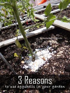 Egg Shells In The Garden, Slugs In Garden, Garden Container, Garden Pest Control, Gardening 101, Garden Pests, Ideas Garden, Garden Soil, Veggie Garden