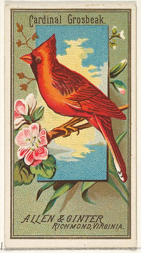 Cardinal Grosbeak, from the Birds of America series (N4) for Allen & Ginter Cigarettes Brands Cardinal Pictures, Birds Of America, Graphics Fairy, Cardinal Birds, Vintage Birds, The Birds, Vintage Postcards, Metropolitan Museum Of Art, Metropolitan Museum