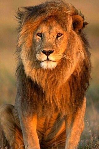 Regnul Animal, Panthera Leo, Lion Photography, Wild Lion, Lions Photos, Beautiful Lion, Lion Wallpaper, Lion Images, Lion Pictures