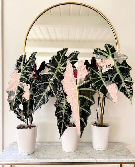 Alocasia Polly, Alocasia Plant, Plant Party, Plant Goals, Tropical Flower Plants, Paper Plants, Inside Plants, Bedroom Plants, Office Plants