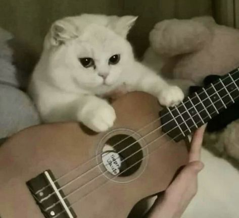 Cat With Ukulele, Guitar Playlist Cover, Cat Music, Music Cover Photos, Playlist Covers Photos, Cat Species, Spotify Covers, Music Cover, Animals Dogs