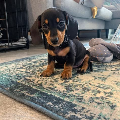 Miniature Dachshund Puppies For Sale, Daschund Puppies, Miniature Dachshund Puppies, Puppy Dachshund, Puppy Black, Dachshund Rescue, Dachshund Puppies For Sale, Black Dachshund, Dachshund Funny