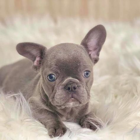 I love my ears.  They're just right.  #dogsofinstagram #puppiesofinsta #frenchbulldog #frenchiesofinstagram #frenchie... Bulldog Breeds, Bulldog Francese, Frenchie Puppy, Cute French Bulldog, French Bulldog Puppy, French Bulldog Puppies, Cute Dogs And Puppies, Bulldog Puppies, Small Dog