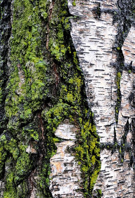 tree bark. Love the patterns-green, grey, white and black-love it! Birch Tree Bark, Burch Tree, Tree Pattern, Tree Bark Texture, Visuell Identitet, Wood Bark, Growth And Decay, Tree Textures, Texture Photography