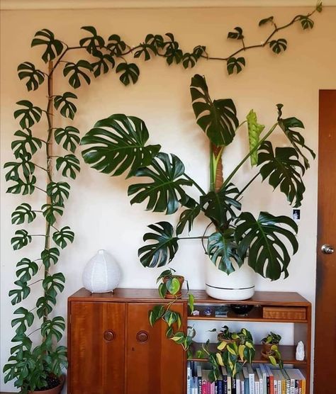 Office Plants on Instagram: “How many Monsteras do you seen in the photo? (answer is not 2)🌱🌿💚😍 - 📷Credit: @caroline.beuth - #officeplants #officeideas #indoorplants…” Plant Benefits, Inside Plants, Bedroom Plants, Plant Decor Indoor, Indoor Flowers, Office Plants, Monstera Plant, Room With Plants, Perfect Plants