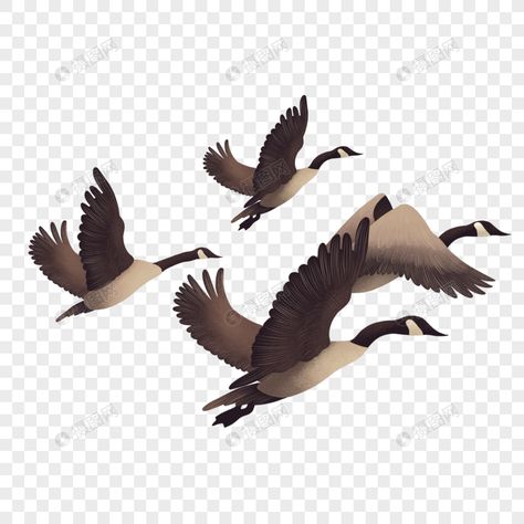 Flying Goose, Wild Goose, Flying Geese, Best Resolution, Clipart Images, Transparent Background, Free Download, Resolution, For Free